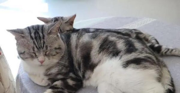 众豪配资 家猫平时横着走，一见陌生人就钻床底，我好奇追问兽医才知真相