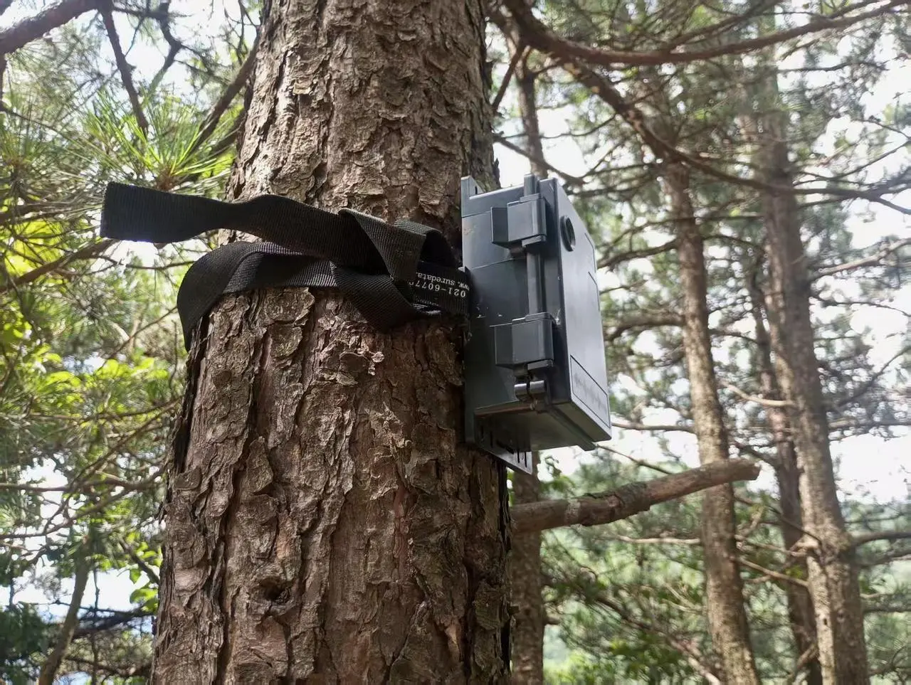 证配所 解密“鹿言鹿语”，记录更多新物种，浙江清凉峰保护区装上“顺风耳”